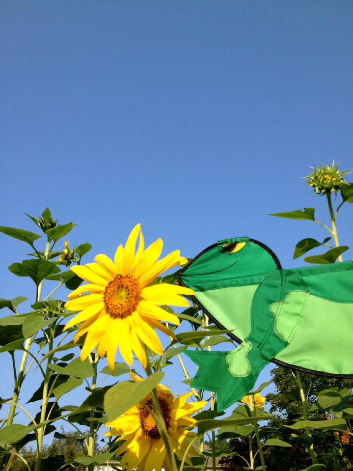 premier kites frog whirligig garden spinner at bald eagle flag store, the oldest operating commercial flagpole and flag store in fredericksburg