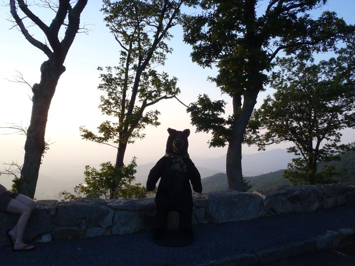 gertrude the black bear, black bear statue, black bear display, store display, lobby display, lodge display, black bear lodge, bear fredericksburg