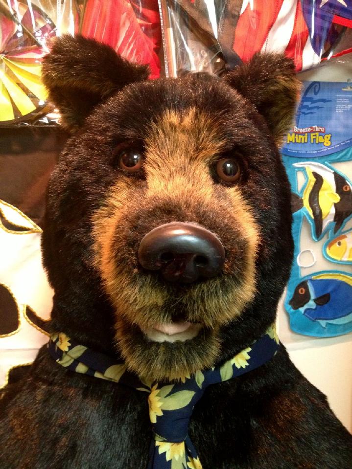 gertrude the black bear at bald eagle flag store, the oldest flag store in fredericksburg va, serving richmond, hampton, newport news, norfolk, va beach, arlington, alexandria, fairfax, winchester, harrisonburg, roanoke, gertrude the black bear large black bear, a black bear over 5 feet tall