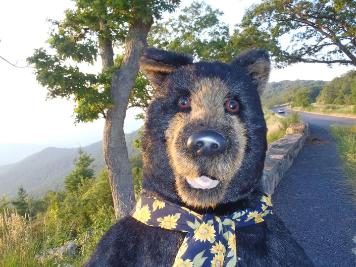gertrude the black bear at bald eagle flag store, the oldest flag store in fredericksburg va